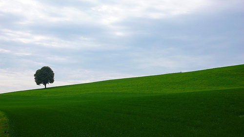 The Tree by helmet13 on Flickr. The Tree by helmet13.