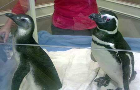 SeaWorld Animal Ambassadors